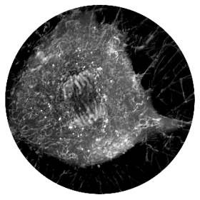 Stem cells label-free live cell imaging