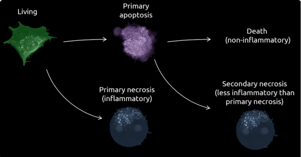 Cell death pathways as detected by the LCA. Adapted from Kim et al., Cell Death & Differentiation, 2019